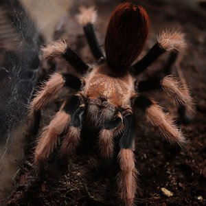 Aphonopelma chalcodes