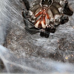 H gigas freshly molted female