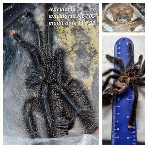 Avicularia avicularia M6