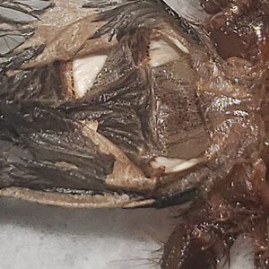 Theraphosa apophysis