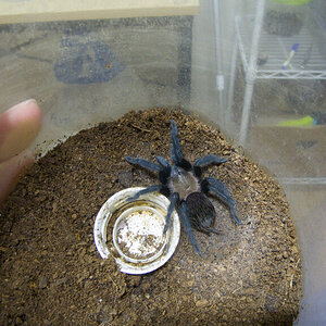 Aphonopelma caniceps