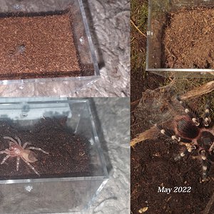 A.geniculata - growth in a year (and 1 month)