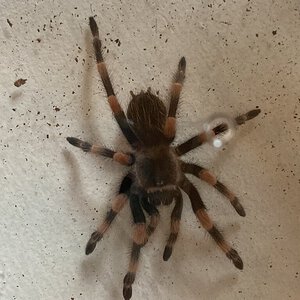 b.hamorii or b.smithi?