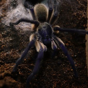 Monocentropus balfouri