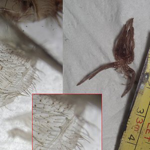 Pterinopelma sazimai 0.1 - New sexing personal record