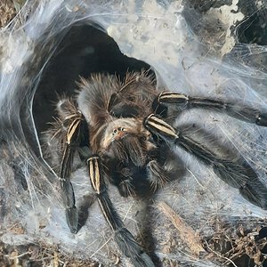 Ephebopus murinus juvenile male