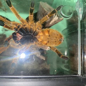 OBT