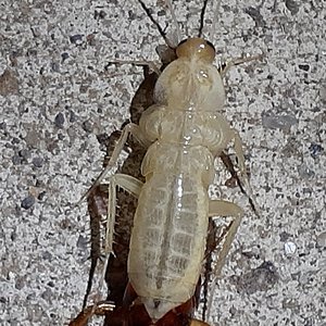 Blatta orientalis - Oriental Roach - Molting