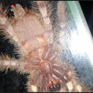 P.regalis