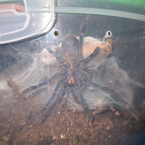 D. diamantinensis Male or Female?