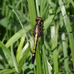 Epitheca spinigera