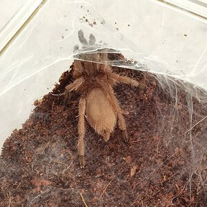 Chilobrachys sp.