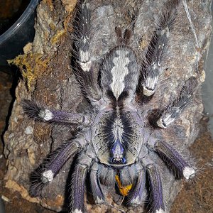 0.1 Poecilotheria smithi