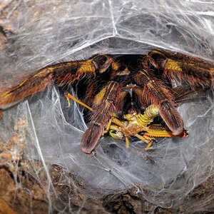 0.1 Poecilotheria rufilata