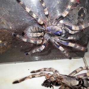 0.1 Poecilotheria formosa