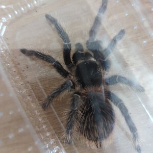 Avicularia pic 1