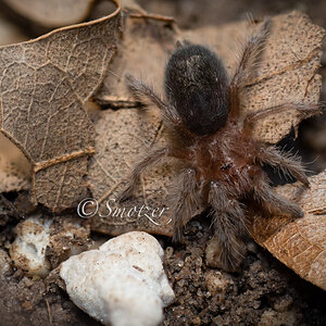 Grammostola pulchra ‘Chocolate Chip’ (.5-.75in)