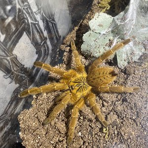 Pterinochilus murinus Carrot in the morning!