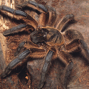 Harpactira pulchripes, adult female sh2