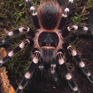 Acanthoscurria geniculata, there's too much of these i cant think of a title