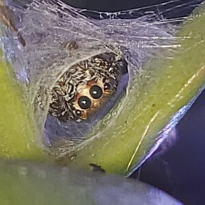 Camo the female jumping spider