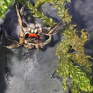 Turbo the male jumping spider