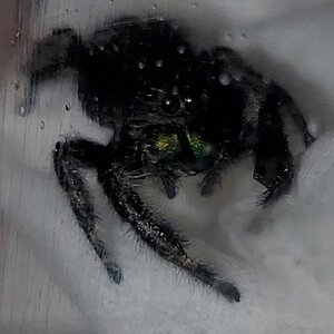 Mickey The Bold female Jumping Spider