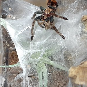 Chromatopelma cyaneopubescens - 2.25" DLS Female - Sprite