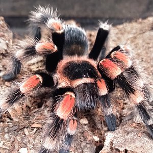 Brachypelma hamorii