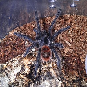 Grammostola iheringi