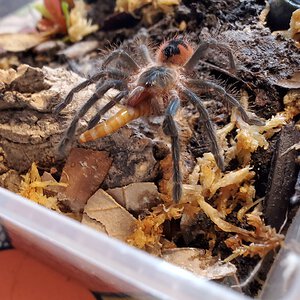 Pamphobeteus Sp. Machala suspect male enjoying his first mealworm.