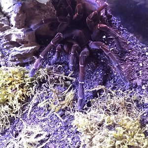 Theraphosa stirmi