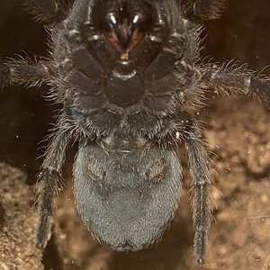 G.Pulchra