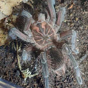 Pamphobeteus sp. nigricolor - juvenile male, 4.25" DLS - Astrum