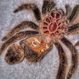 T albo molt, I guess this is a female?