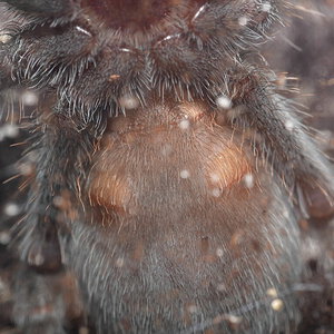 Grammostola pulchra small juvenile ventral shot