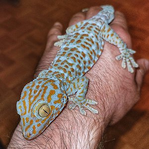 Blue, my big and tame tokay gecko