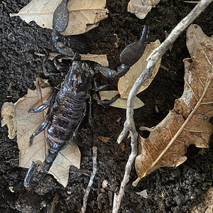 Licorice - Pandinus imperator