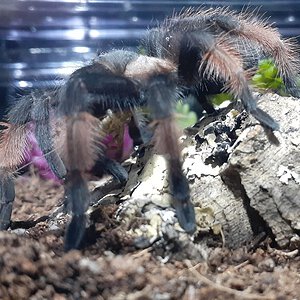 Brachypelma emilia - juvenile male - Blaze