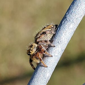 Mystery the Phidippus Clarus