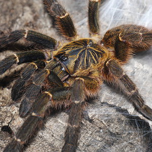 0.1 Pterinochilus murinus DCF Mikumi freshly molted