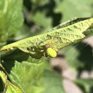 Araniella curcurbitina