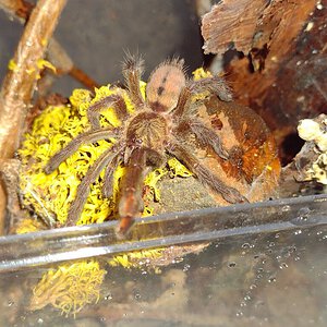 P. cambridgei in new enclosure