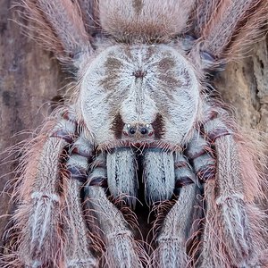 0.1 Stromatopelma calceatum