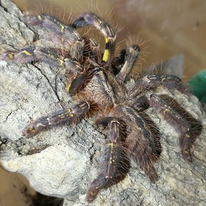 0.0.1 Poecilotheria ornata ~3"