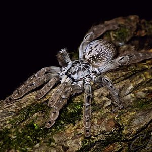 Heteroscodra maculata