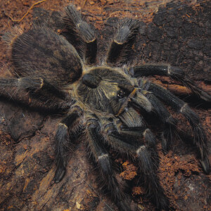 Ceratogyrus darlingi 0.1 having a snack