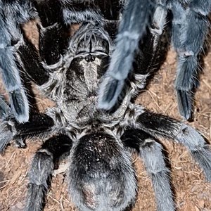 Grammostola pulchra