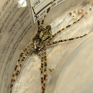 Dolomedes albineus [1/2]