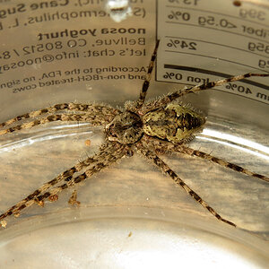 Dolomedes albineus [2/2]